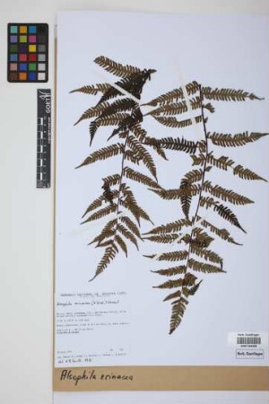 Alsophila erinacea (H.Karst.) D.S.Conant