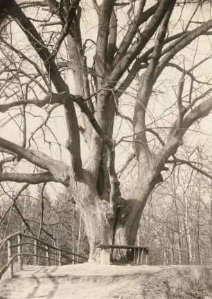 Große Linde : Spreetal oberhalb von Bautzen. Bismarckhain. Große Linde (Tilia) am Steinbruch