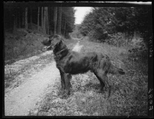 Nicht identifizierbare Gegend (Bayern?): Jagdhund auf einem Waldweg (Seitansicht, Nahaufnahme)