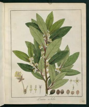 45r, Laurus nobilis