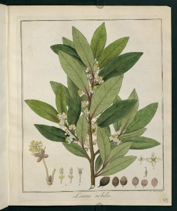 45r, Laurus nobilis