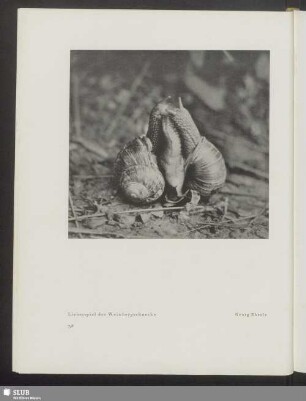 Liebesspiel der Weinbergschnecke