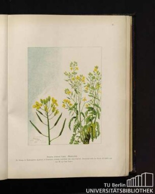 Brassica oleracea Linné. Gartenkohl.