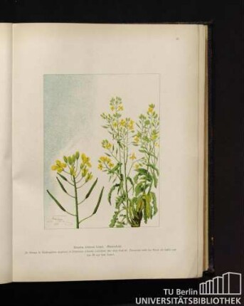 Brassica oleracea Linné. Gartenkohl.