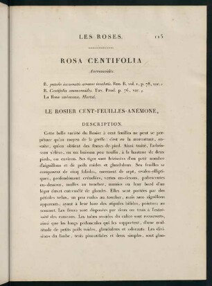 115-116, Rosa Centifolia (Anemonoides.) Le Rosier Cent-Feuilles-Anémone.)