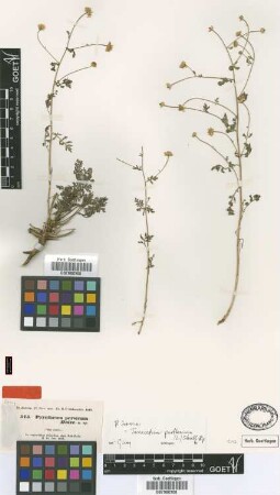 Pyrethrum persicum Boiss. [type]