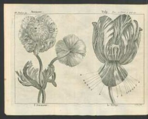 Tafel: Anemone. Tulp. [...]
