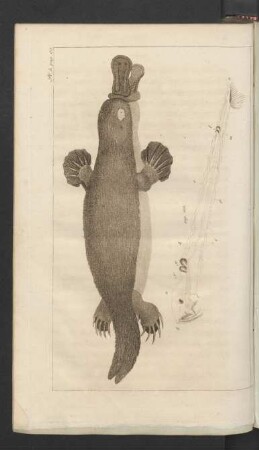 Pl .3. pag. 175.