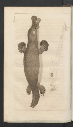 Pl .3. pag. 175.