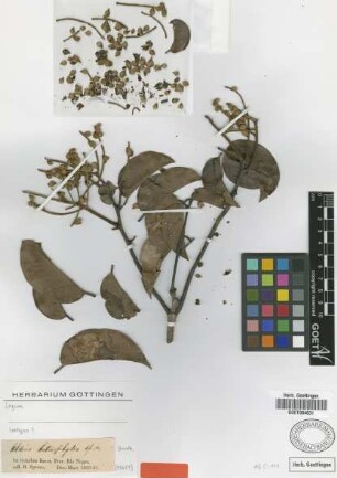 Aldina heterophylla Spruce ex Benth. [isotype]