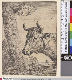 [Kopf einer Kuh; The Cow's Head]