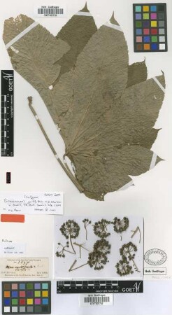 Brassaiopsis griffithii C.B.Clarke [isotype]
