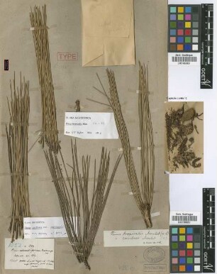 Pinus cubensis Griseb. var. Griseb. terthrocarpa[lectotype]