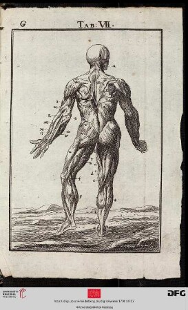 Tab. VII [Muskelmann (écorché; Rückansicht)]