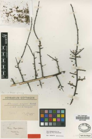 Prunus meyeri Böckel [type]