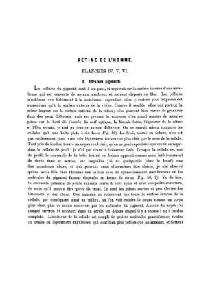 Rétine De L'Homme. Planches IV, V, VI.