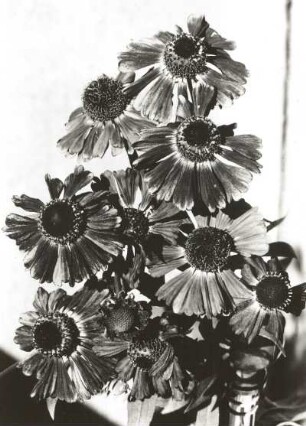 Sonnenbraut (Helenium autumnale). Blüten