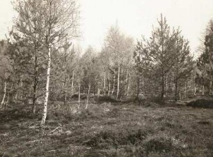 Ostsächsisches Tiefland. Neudorfer Moor (Flachmoor) bei Wittichenau. Heidesandvegetation (Birken und Kiefern, am Boden Besenheide (Calluna vulgaris) und Glashaar-Haarmützenmoos, Glashaar-Widertonmoos oder Haartragendes Frauenhaar-Moos (Polytrichum piliferum)-Polster