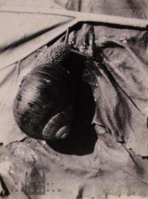 Weinbergschnecke