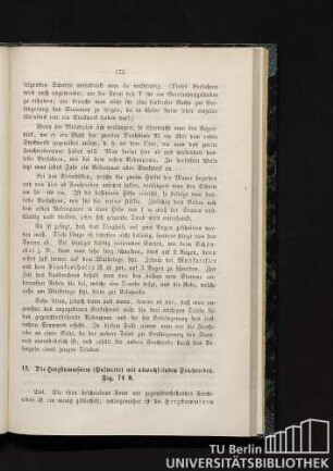 12. Die Herzstammform (Palmette) mit abwechselnden Fruchtreben.