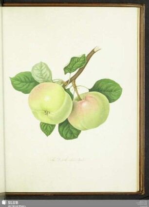 The Hawthornden Apple