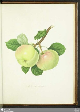 The Hawthornden Apple