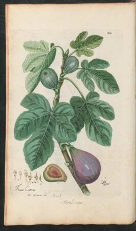 360. Ficus Carica