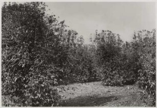 Kaffeepflanzen in der Nähe des Wohnhauses der Fazenda Boa Esperanca