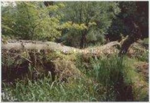 Blick auf einen überwucherten Baumstamm in einem Wald (Altersgruppe bis 14)