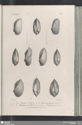 Pl. 310