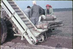 Verleseband der Kartoffelvollerntemaschine E 672