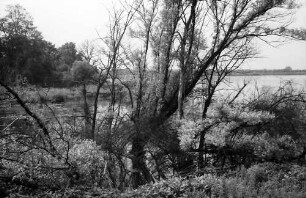 Taubergießen: Rheinwald; Naturschutzgebiet
