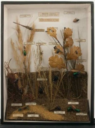 Nützliche Insekten auf der Jagd nach schädlichen Insekten, Insekten im Haushalt der Natur