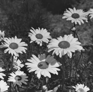 Margeriten