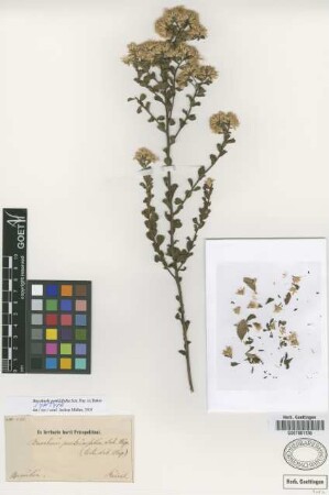 Baccharis pentziifolia Sch.Bip. ex Baker [syntype]