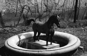 Bukarest: Das eiserne Pferd im Brunnen Calea Mosilor, Hintergrund Busch, Gegenlicht