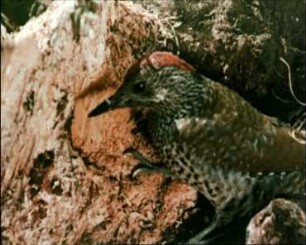 Picus viridis (Picidae) - Nahrungserwerb, Funktion der Zunge