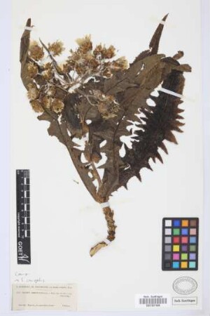 Sonchus abbreviatus Link