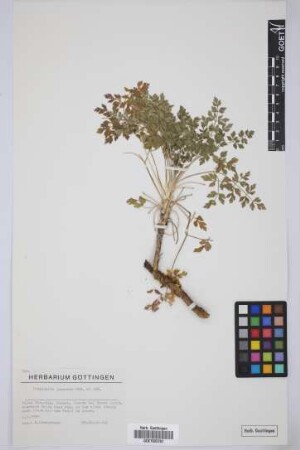 Pimpinella junionae Ceballos & Ortuño