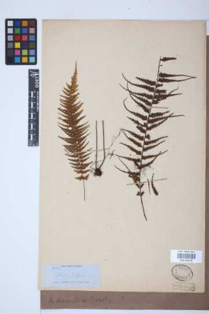 Asplenium dissectum Sw.