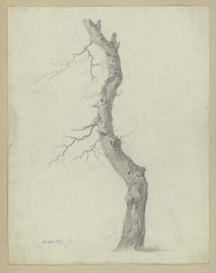 Kahler Baumstamm