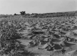 Landwirtschaft : Landwirtschaftliche Anbaufläche