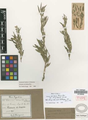 Solanum sericeum Ruiz & Pav. var. Griseb. strigillosum[holotype]