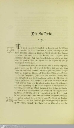 Die Sellerie