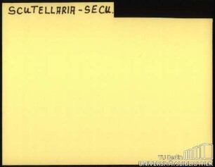SCUTELLARIA-SECU.