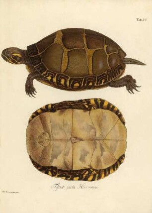 Tab IV. Testudo picta Herrmanni