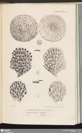 T. Crétacés, Pl. 706