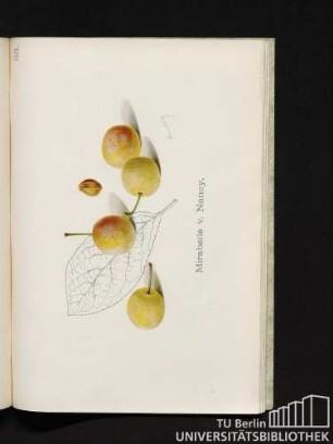 33. Mirabelle v. Nancy.