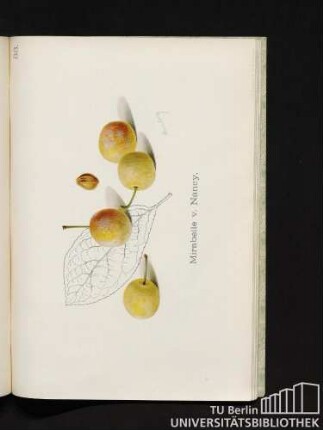 33. Mirabelle v. Nancy.