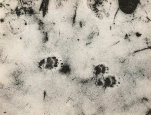 Europäischer Dachs (Meles meles L.), Fährte, trabend im Schnee
